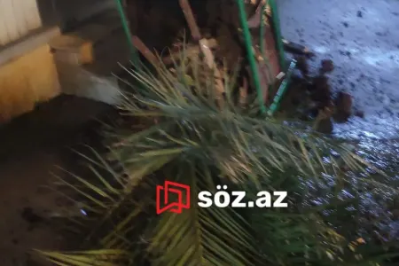 Bakıda ağır qəza! Maşın palmaya çırpıldı, yandı - FOTOLAR