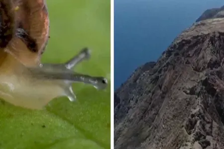 100 ildir nəsli kəsilmiş güman edilən ilbizlər tapıldı