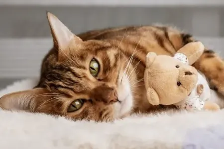 Pişiklər insanlarla bu hərəkətləri ilə - DANIŞIRMIŞ