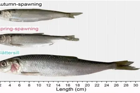 Siyənək yırtıcıya çevrilir: - Alimlər təkamül sıçrayışını elan etdi