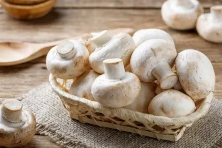 Göbələyin 9 faydası – - Biləndə onu sevməyən qalmayacaq