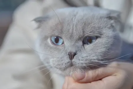 İnsanlara faydalı, pişiklər üçün ölümcül - 6 YEMƏK