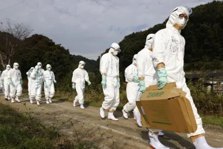 Quş qripi həyəcanı: - 1,7 milyon toyuq öldürüldü