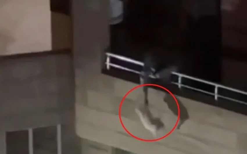 Bakıda pişiklə rəhmsiz rəftar edən şəxs polis şöbəsinə çağırılıb - FOTO