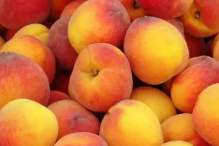 İnsan ömrünü uzadan möcüzəvi meyvə