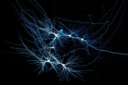 Sinir naqilləri yaddaşı maksimum dərəcədə artıra bilər - ARAŞDIRMA