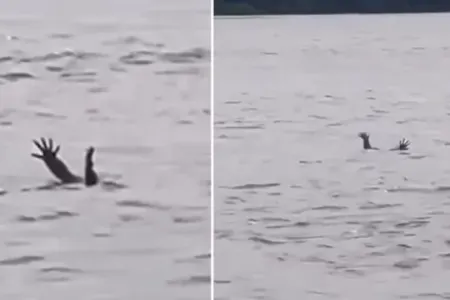 Timsahlardan ağlasığmaz hiylə - İnsanları belə aldadırlar - VİDEO