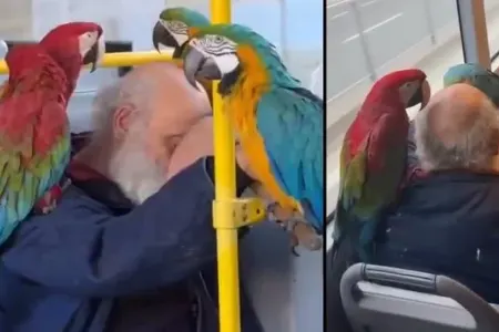 Avtobusa tutuquşuları ilə mindi - FOTO