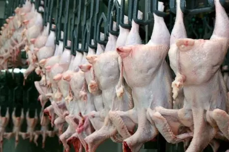 Bu şirkətlərin quş ətlərində bakteriya aşkarlandı - -Rəsmi