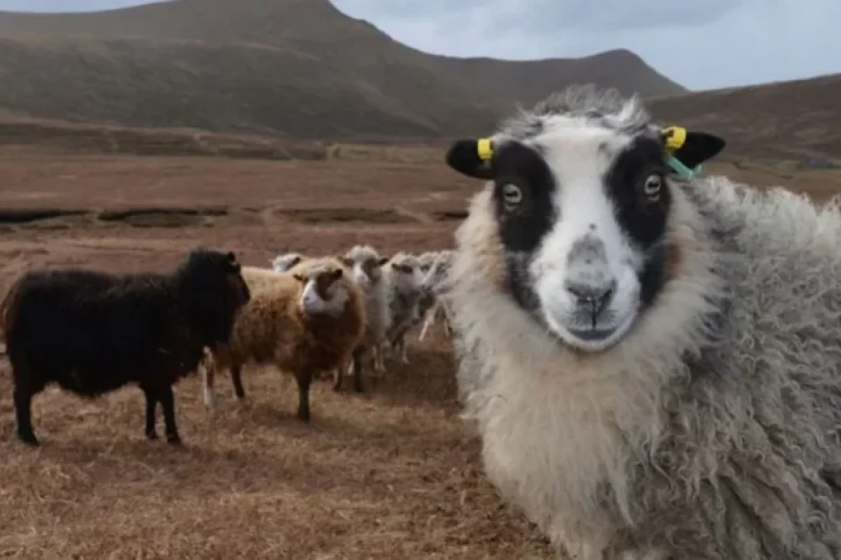 İnterneti, restoranı olmayan kənd Yeni ili 13 gün gec qarşıladı