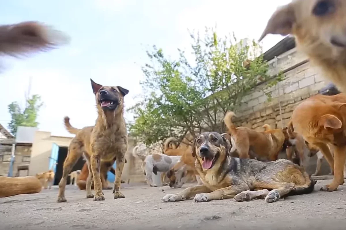 Məhəmmədi dişləyən it hələ də kənddə gəzir - -Anasından açıqlama