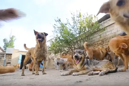 Məhəmmədi dişləyən it hələ də kənddə gəzir - -Anasından açıqlama