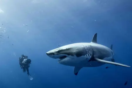 Akula ətini yemək olarmı?