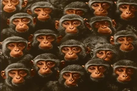 6 saniyə ərzində meymunlar arasında "qonağı" tapın