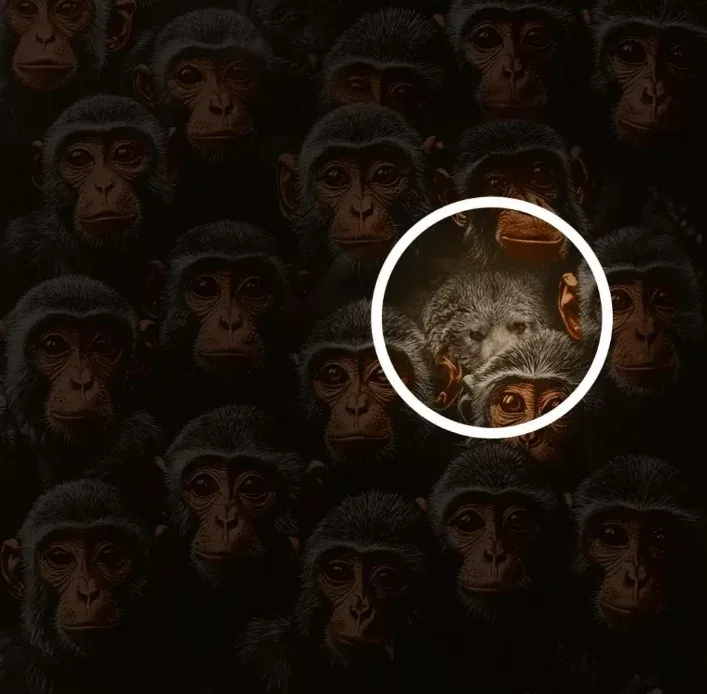 6 saniyə ərzində meymunlar arasında "qonağı" tapın