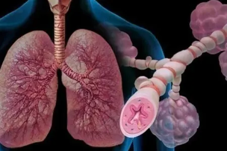 Professor açıqladı: Bu meyvə ağciyəri yeniləyir