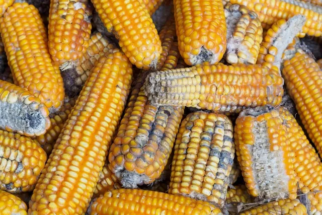 Kif basmış məhsulların hansı xəstəliyi yaratdığı açıqlandı - Foto