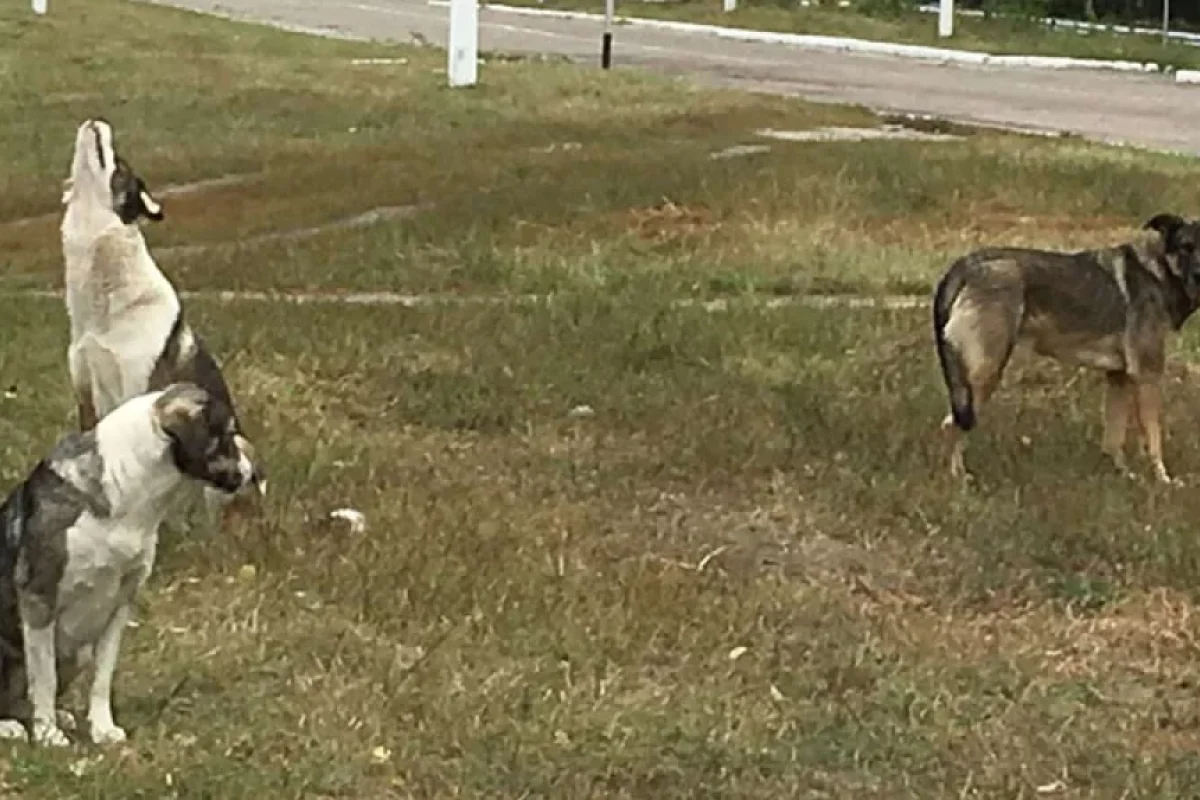 Alimlər Çernobıl itlərinin genetik fərqlərini açıqladı - Radiasiya deyil