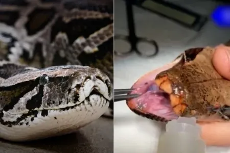 Diş həkiminin pasiyenti 7 kiloqramlıq piton oldu - Rusiyadan maraqlı görüntülər