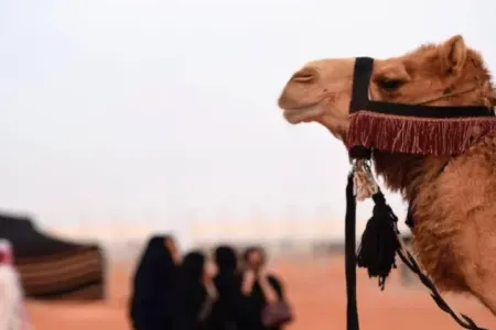 Botoks qalmaqalı - 40 dəvə yarışdan kənarlaşdırıldı