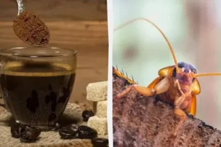 Hazır qəhvənin tərkibində tarakan ola bilər