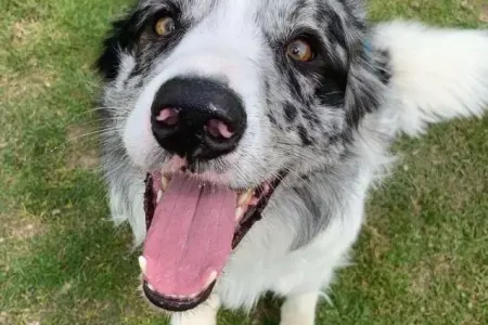 Ən ağıllı it 200-dən çox söz öyrəndi