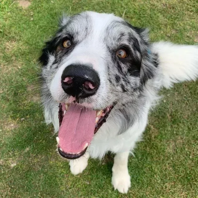 Ən ağıllı it 200-dən çox söz öyrəndi