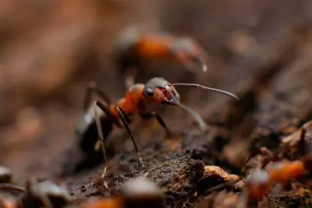 Tıxac problemi qarışqaların sayəsində ÇÖZÜLDÜ - Foto
