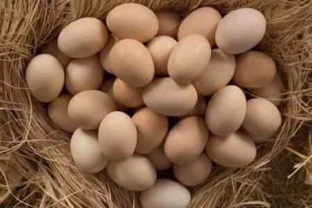 Kənd yumurtasının qiyməti 50 qəpik oldu