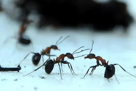 Qarışqalar düşmənlərini xatırlayıb daha aqressiv olurlar! - Maraqlı araşdırma