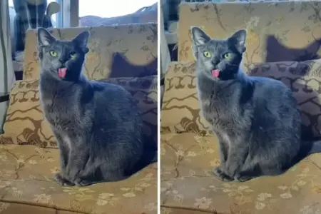 4 qulağı olan pişik hər kəsi - ŞOKA SALDI -VİDEO