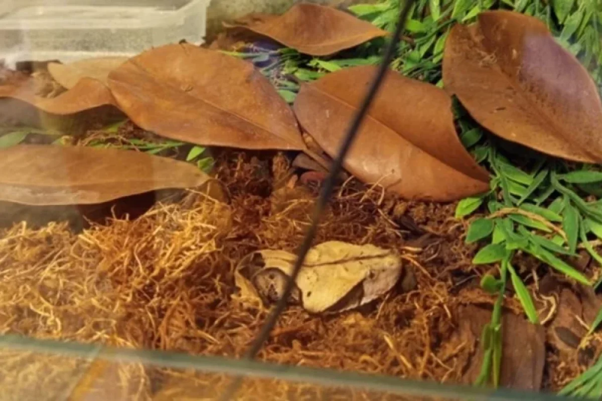 Zəhərli ilan sahibini dişləyib