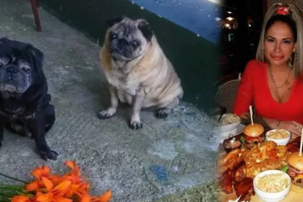 Evində ölü tapılan qadını itləri yedi