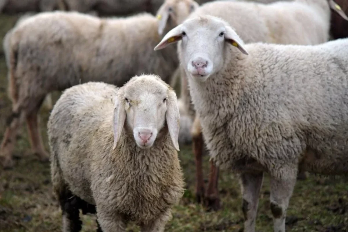 12 qoyunu oğurlayan şəxs görün kim imiş