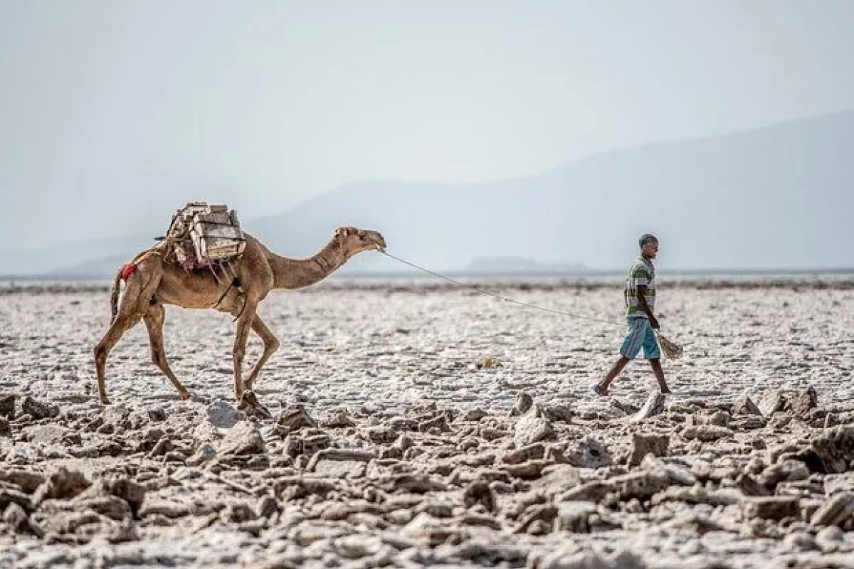 Alimləri şoka salan fəlakətin - Fotoları