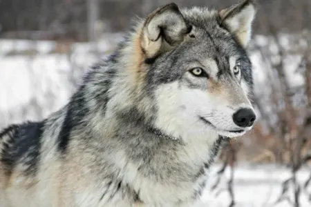 Canavarların əhliləşdirilməsi ilə bağlı maraqlı FAKTLAR