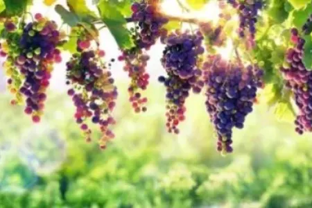 Üzüm şirəsinin kişilər üçün əvəzolunmaz faydası