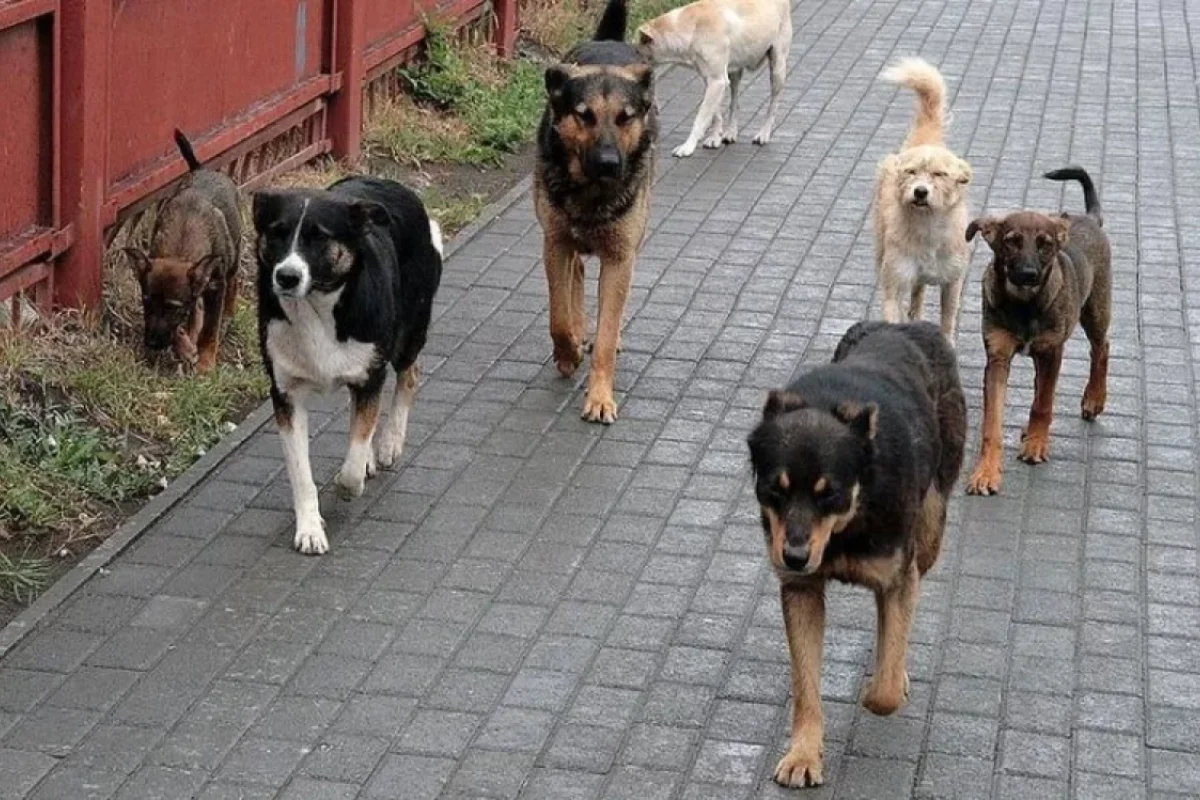 Tanınmış jurnalisti Xırdalanda it dişlədi - FOTO