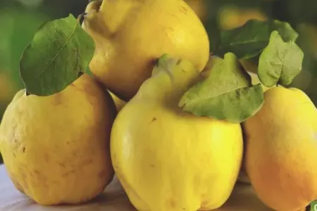 Salyan heyvasının sağlamlığa hansı müsbət faydaları var?