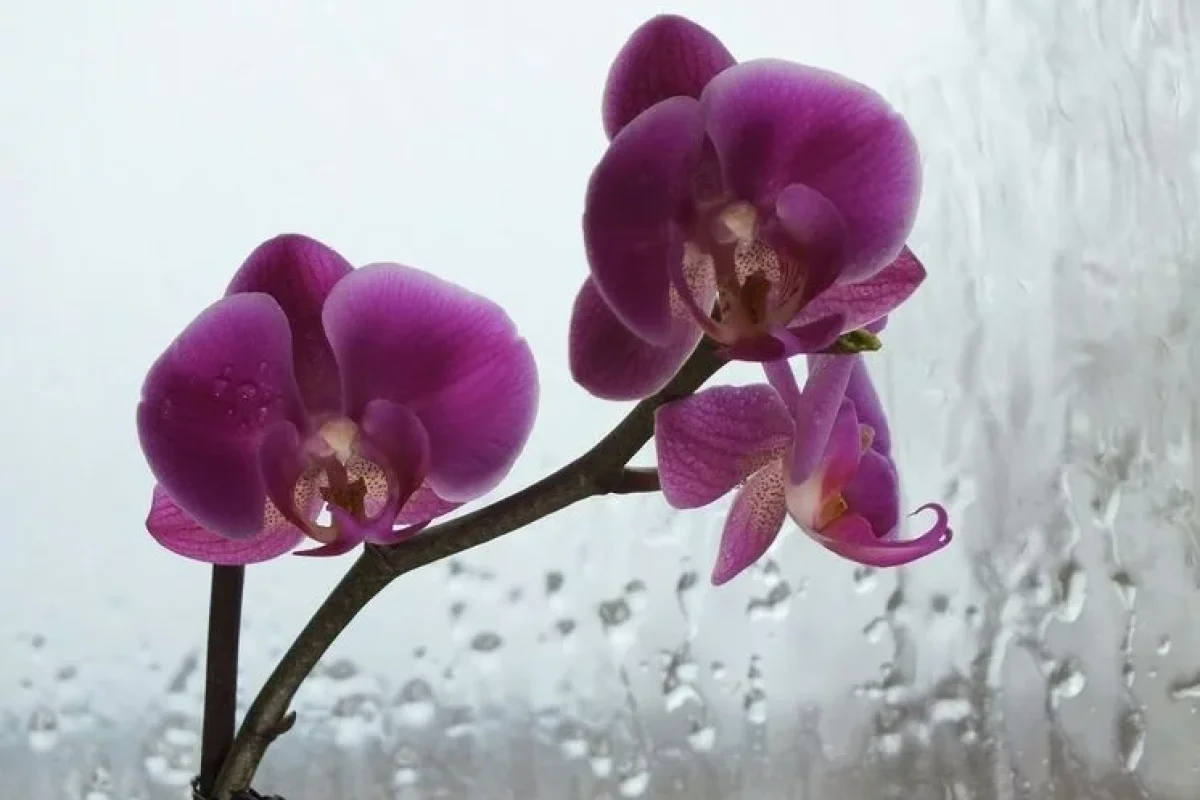 Tarixdə belə yanvar olmayıb