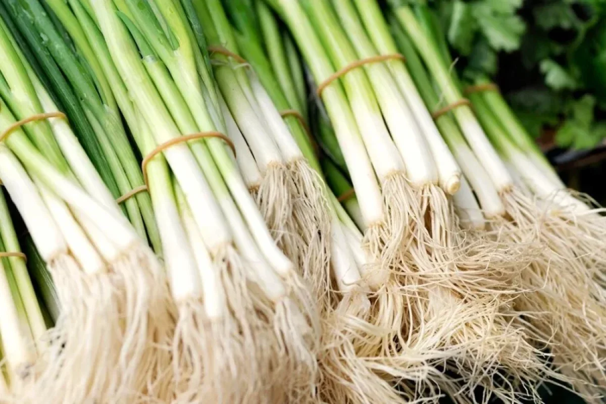 Yaşıl soğan yemək üçün 6 səbəb: - Bağırsaq problemlərinin təbii müalicəsi