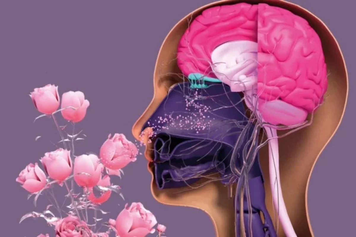 Qoxu alma duyğumuz haqqında maraqlı - 5 FAKT