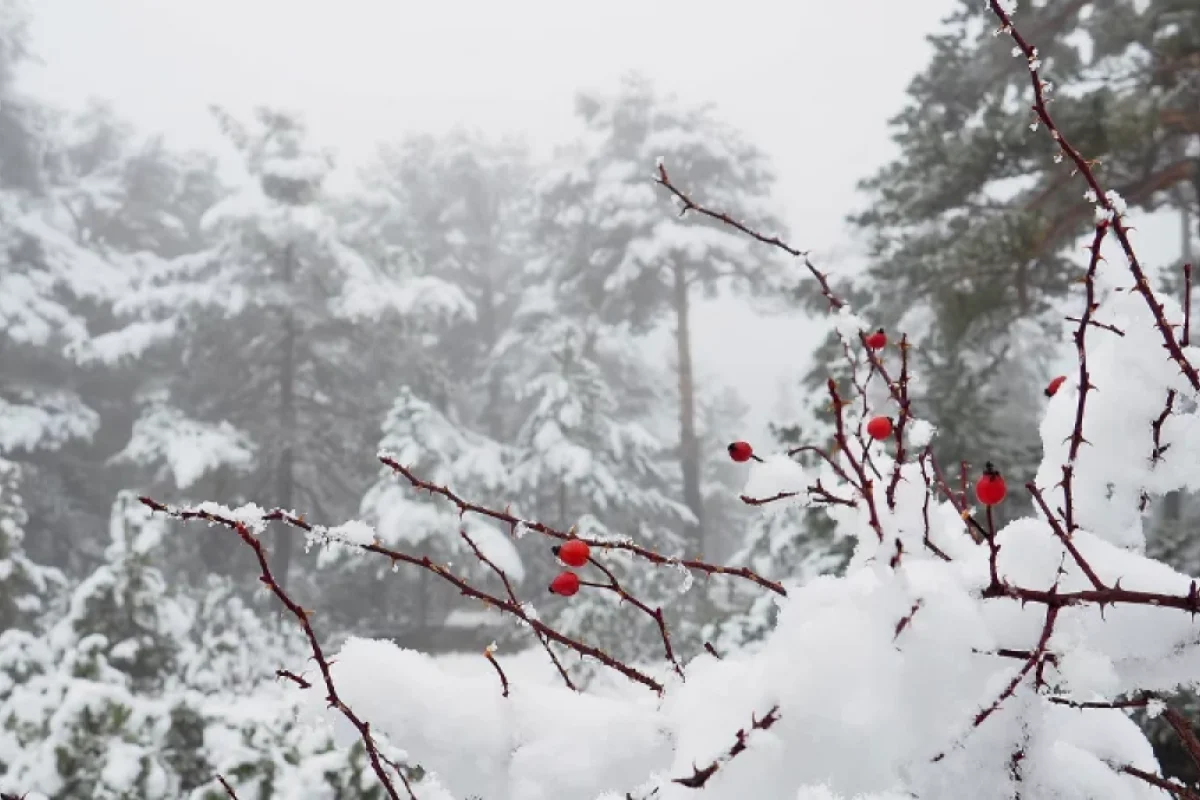 Bu həftə başlayır