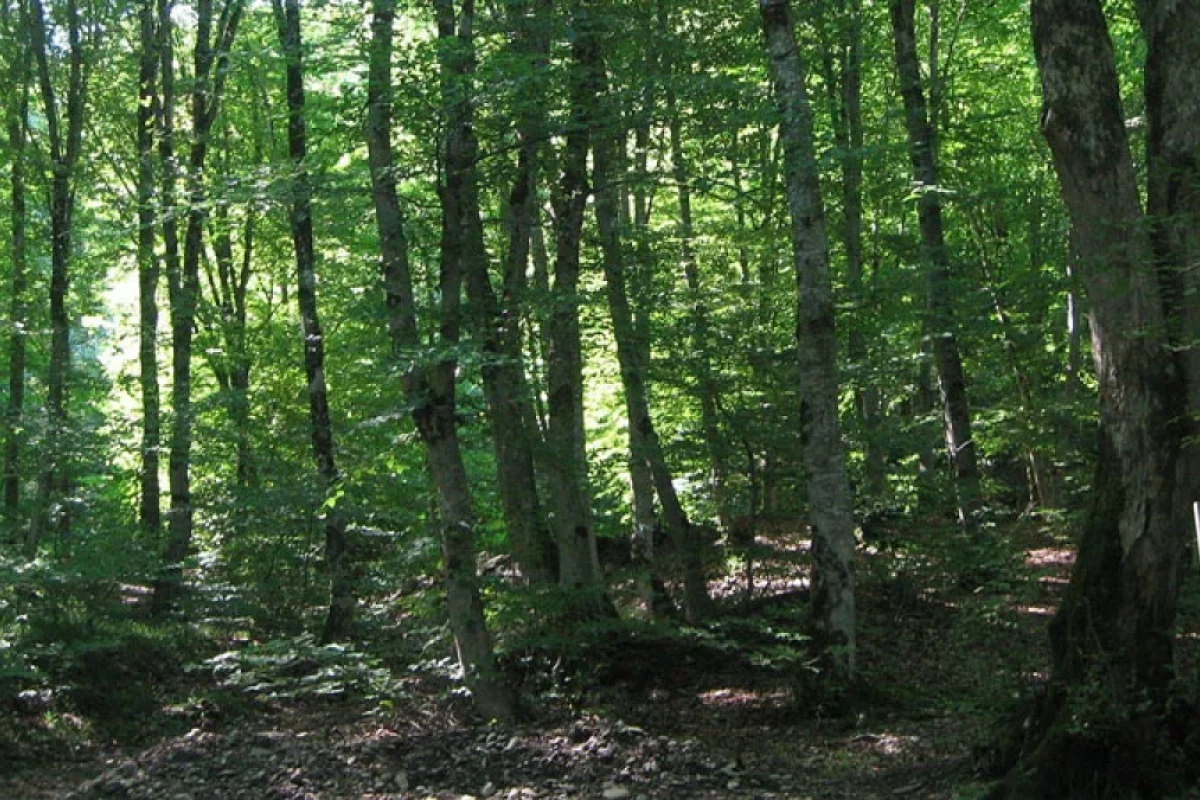 Azərbaycanda iki meşəbəyi öldü