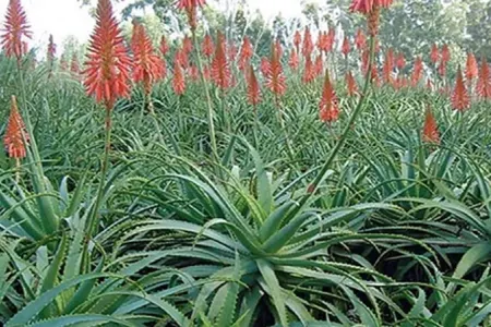 Aloe bitkisinin inanılmaz faydaları