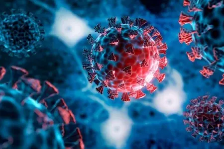 İlk henipavirus aşkarlandı: - Pandemiya ola bilər?