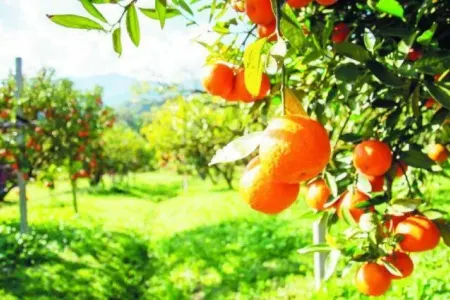Portağal və naringidə elə maddə tapıldı ki...