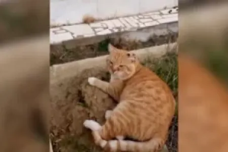 7 il sahibinin məzarında yaşayan pişiyi xilas ediblər