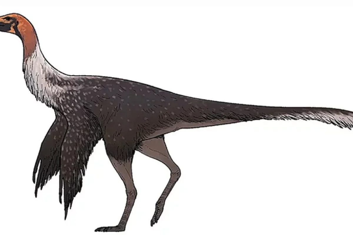 Alimlər dəvəquşuna bənzəyən yeni dinozavr növü tapdı