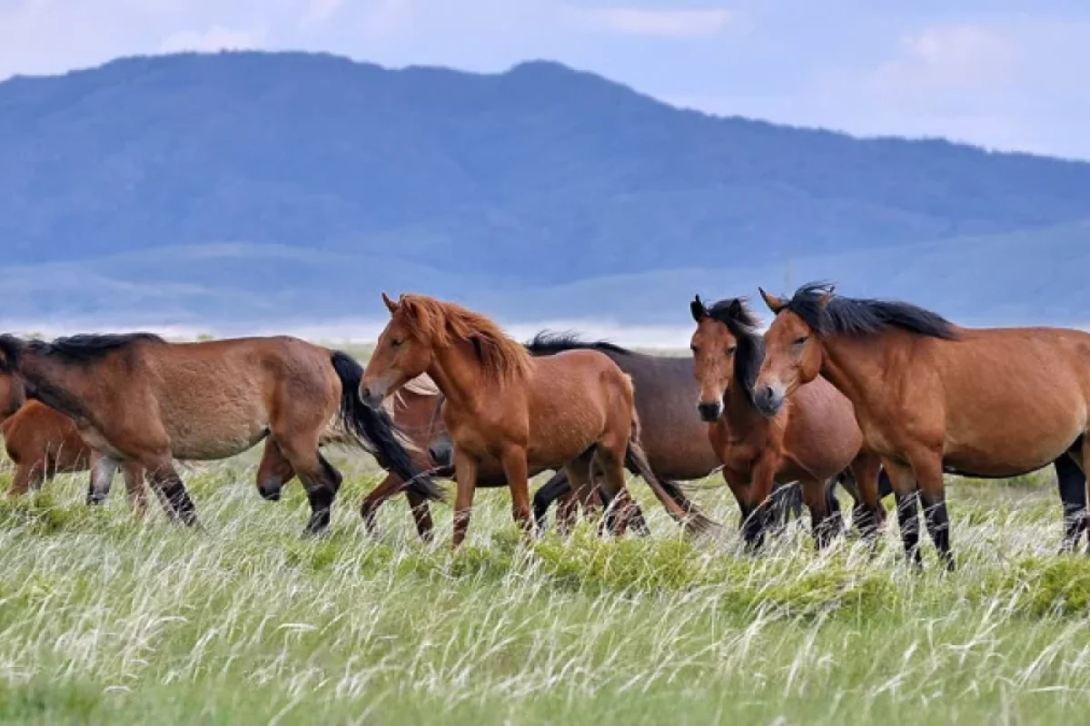 At himni üçün müsabiqə elan edildi